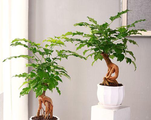 客厅什么植物好养活又好看（客厅最旺宅的植物推荐）