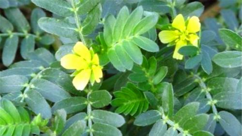黄芪在北方能种植吗