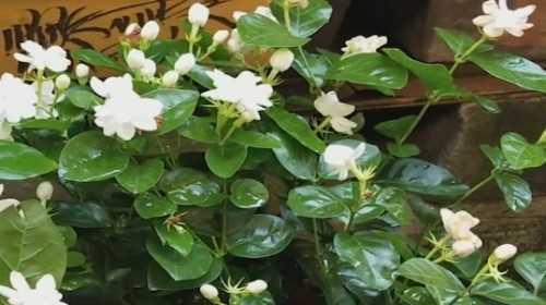 茉莉花用什么土栽培（茉莉花的种植与养护）