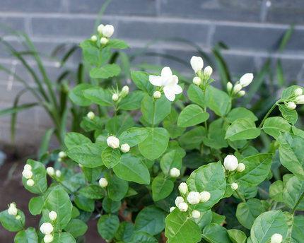 茉莉花用什么土栽培（茉莉花的种植与养护）