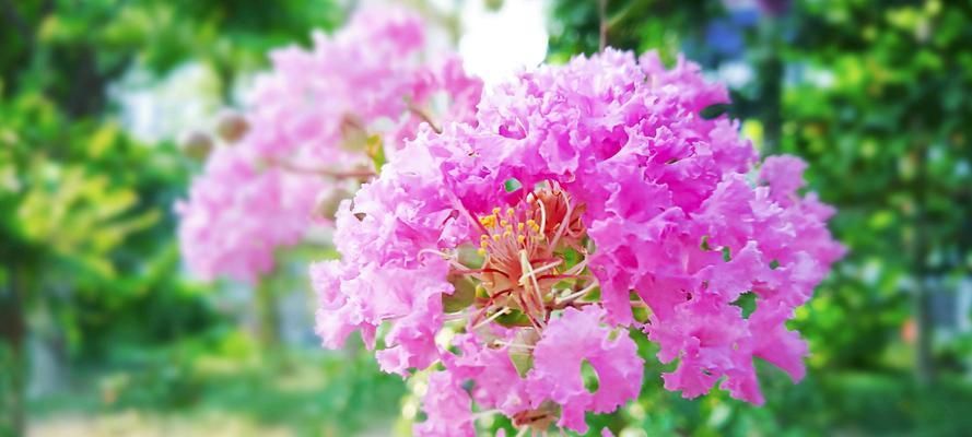 紫薇花什么品种（紫薇树的品种及图片大全）
