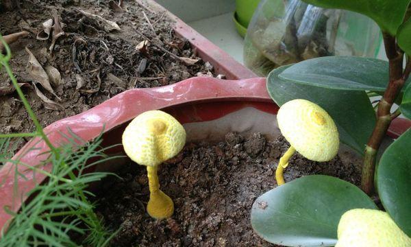 蘑菇种植的方法有哪些（蘑菇种植步骤及流程）