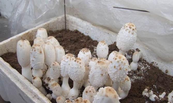 蘑菇种植的方法有哪些（蘑菇种植步骤及流程）