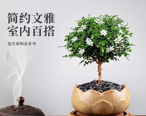 九里香盆景怎么养（详解九里香养护小妙招）