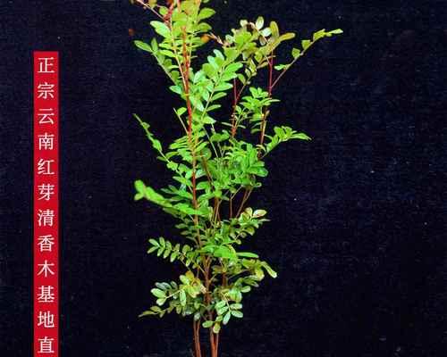 清香木盆景怎么养好一点（清香木盆景养护小妙招）