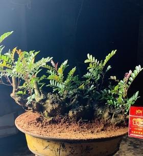 清香木盆景怎么养好一点（清香木盆景养护小妙招）