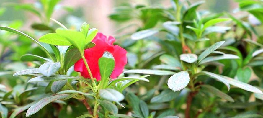 杜鹃花怎样养护管理（有关杜鹃花的养护知识）