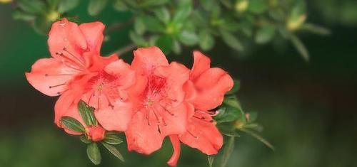 杜鹃花怎样养护管理（有关杜鹃花的养护知识）