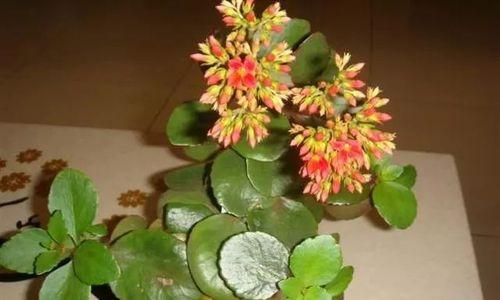 长寿花扦插时节是几月（教你长寿花栽培技术）