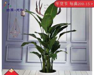 绿植养护知识和方法（让绿植更旺盛的5个技巧）