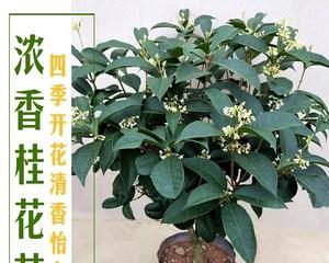 怎样养好四季桂花盆栽（关于四季桂的养殖方法）