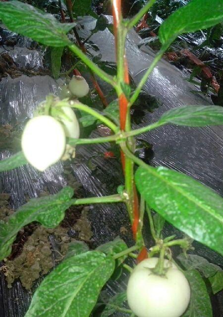 人参果树苗怎么种植管理（人参果苗种植技术要点）