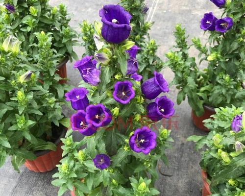 紫斑风铃草什么时候开花（关于紫斑风铃草的养殖方法）