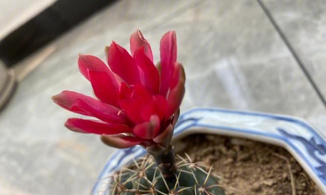 仙人掌什么时候开花（仙人掌的花期讲解）