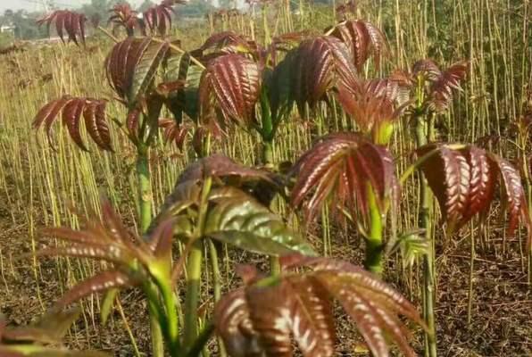 香椿苗怎么种植方法（种香椿的方法讲解）