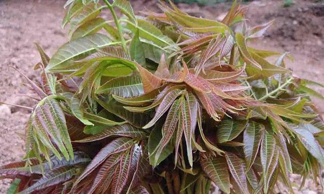 香椿苗怎么种植方法（种香椿的方法讲解）
