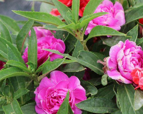 凤仙花种子怎么种植（凤仙花种植方法和时间）