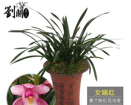 墨兰怎么养殖（详解墨兰养护技巧）