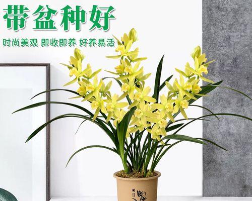 墨兰怎么养殖（详解墨兰养护技巧）