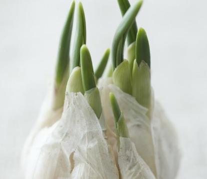 如何种植大蒜（详细介绍大蒜的种植步骤和注意事项）