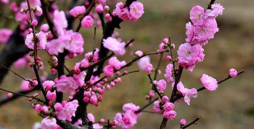 梅花是几月开花的（关于梅花的花期季节）