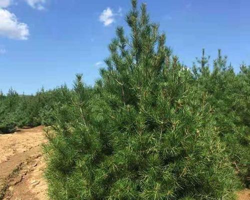 白皮松栽植注意事项（白皮松栽植方法及技巧）