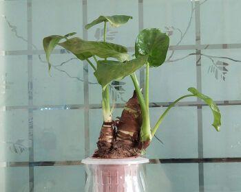 千手观音植物水培方法（水培千手观音养殖方法）