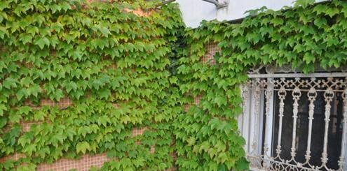 藤本植物分类有哪些（十大藤本植物排名）