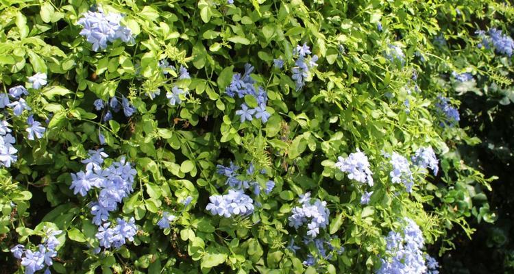 藤本植物分类有哪些（十大藤本植物排名）