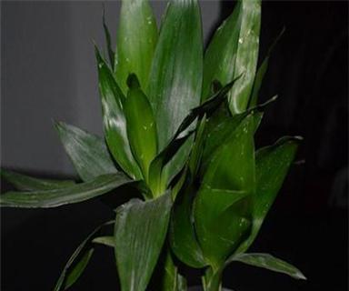 如何栽种观音竹（观音竹的栽种步骤和养护要点）