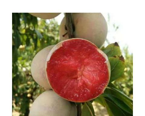西梅李子适合哪里种植（种植西梅李子树的注意事项）