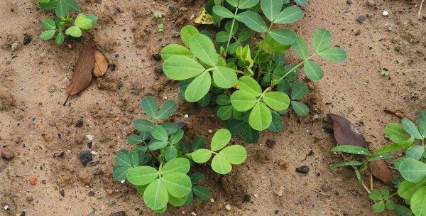 花生种植技术与管理（花生的生长条件与栽培技术）