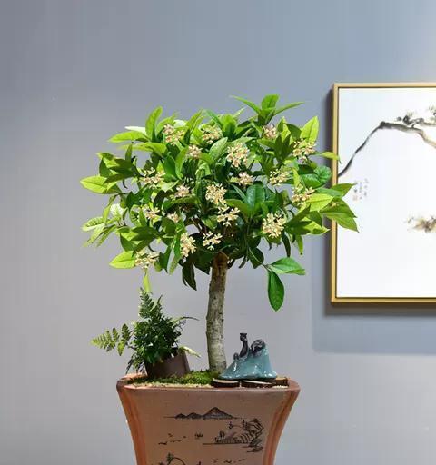 四季桂花树盆栽怎么养（盆栽桂花树的养护技巧）