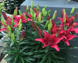 百合种球几月份种植（了解百合的种植时间）