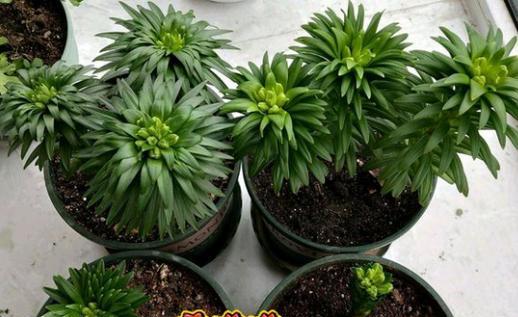 百合种球几月份种植（了解百合的种植时间）