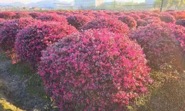红花继木盆景怎么养（有关红花继木的栽培技术）