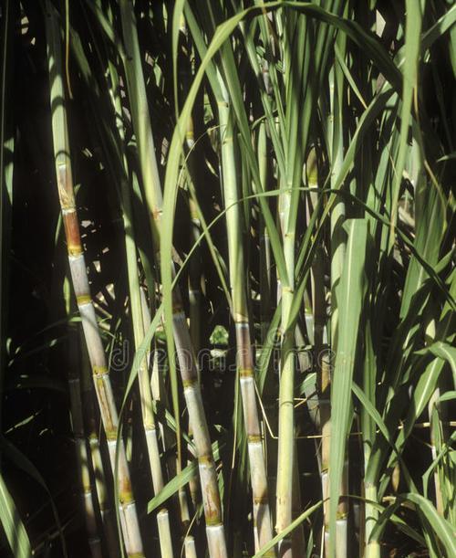 什么时候种植甘蔗（甘蔗种植方法步骤）