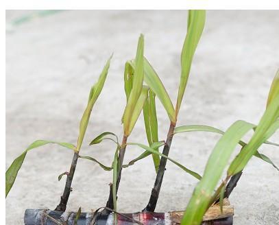 什么时候种植甘蔗（甘蔗种植方法步骤）