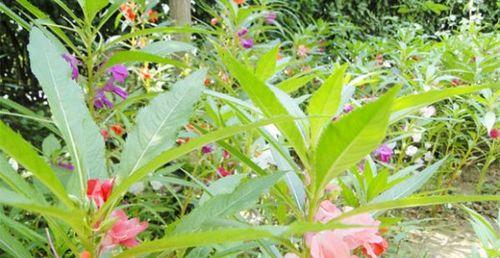 凤仙花如何养植（凤仙花盆栽的养殖方法）
