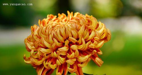 菊花的特点和象征意义（探寻菊花的花型）