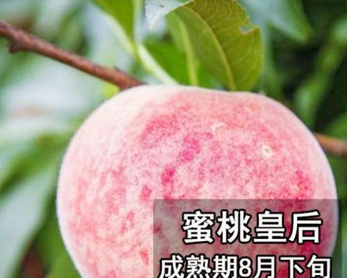 如何种植桃树（桃树种植时间及方法）