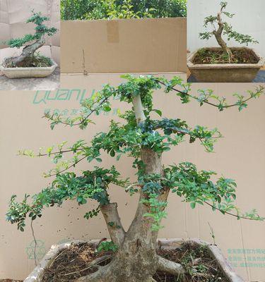 白蜡盆景适合家里养吗（白蜡盆景种植方法）
