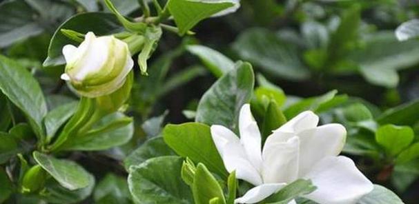 栀子花花期如何养护（栀子花花期养护技巧）