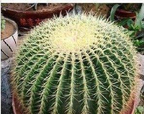 仙人球什么品种好（仙人球五大品种排名）