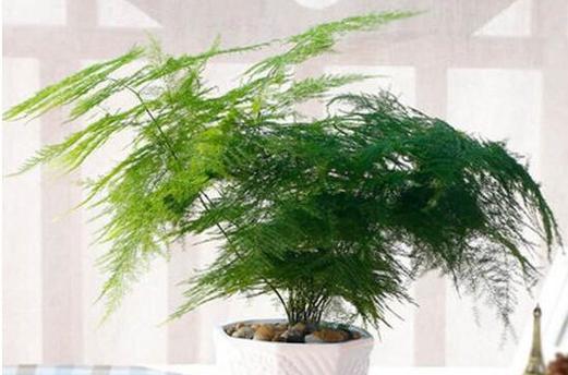 用什么水浇文竹（让文竹长得更旺盛的方法）