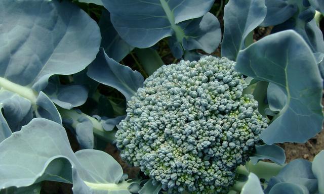 西兰花什么时候种植（西兰花种植方法讲解）
