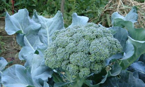 西兰花什么时候种植（西兰花种植方法讲解）