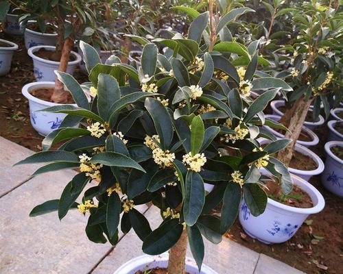盆栽桂花树的养殖方法（打造香气四溢的桂花盆栽）