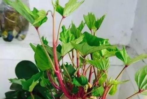 马铃薯怎么种植和发芽（马铃薯高产栽培技术）