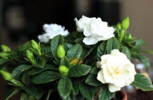 栀子花怎么养开花（了解栀子花养护技巧）